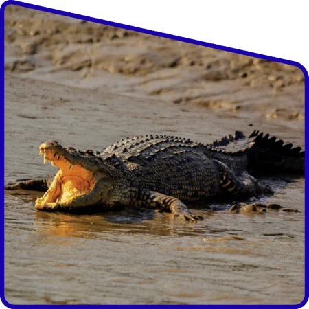 Crocodile in Sundarban Hilsa river trip