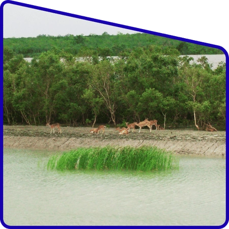 Students spotting deer in Sundarban forest area