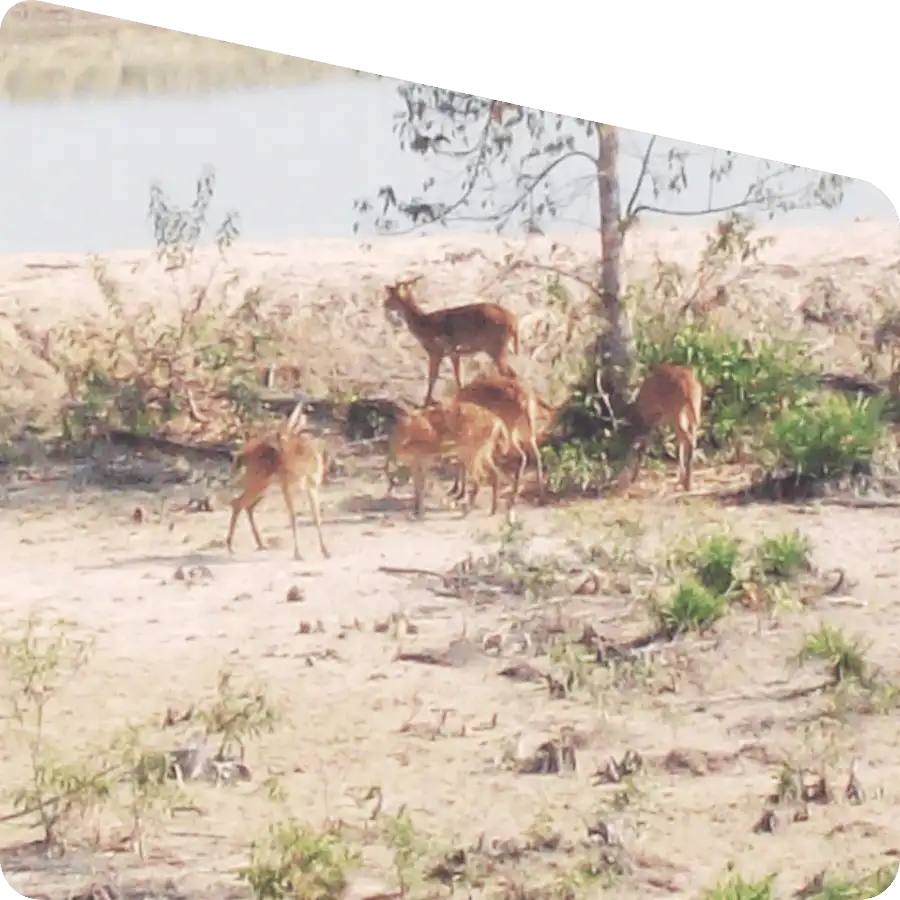 deluxe Sundarban package tour with AC hotel