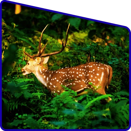Dense mangrove forest in Sundarban