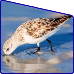Call eco friendly Sundarban travel no plastic and clean environment