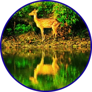 Sundarban Hilsa Festival Tour river cruise with hilsa dining experience