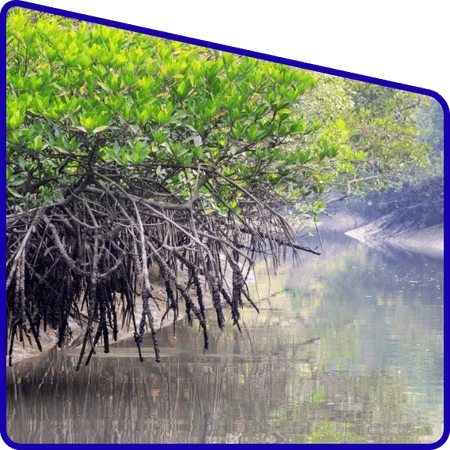 Students enjoying jungle safari during excursion trip