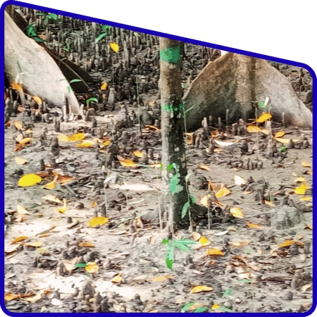 Students observing mangrove root system in Sundarban