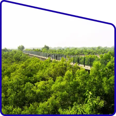mangrove forest view in Sundarban region