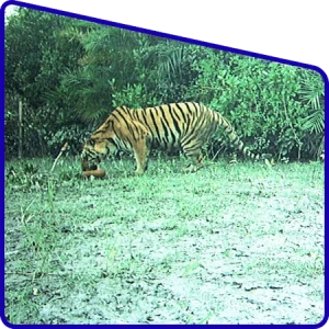 Sundarban tiger reserve area covered in tour