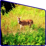 maintain silence Sundarban forest no noise