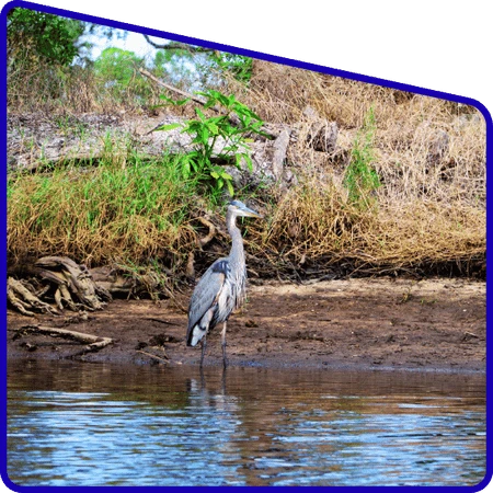 Bird watching in Sundarban forest