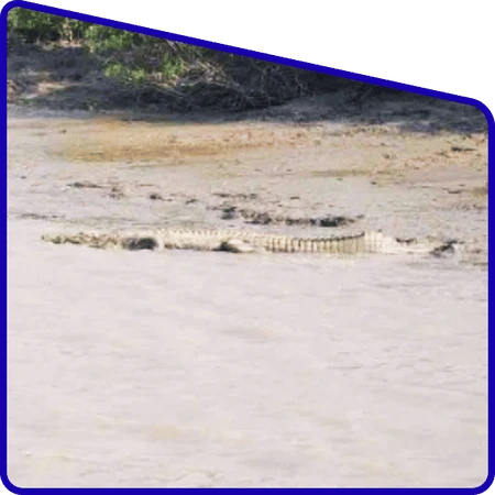 Crocodile sighting in Sundarban river