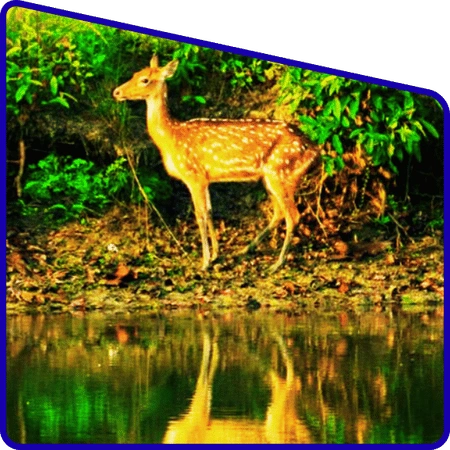 Deer spotted in Sundarban forest