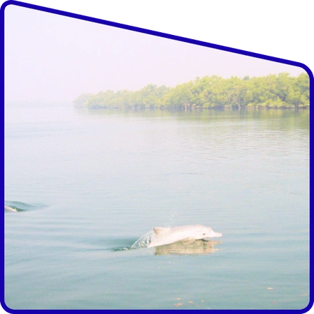 Dolphin spotted in Sundarban river