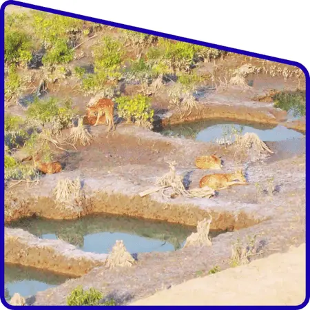 overall Sundarban one day tour experience