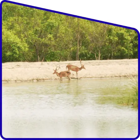 Natural beauty of Sundarban