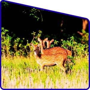 Photography in Sundarban tour