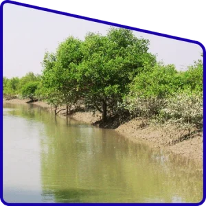Tourists enjoying Sundarban trip