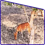 Deer spotted in Sundarban forest