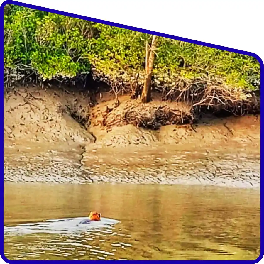 wildlife viewing in Sundarban Mangrove Travels tour