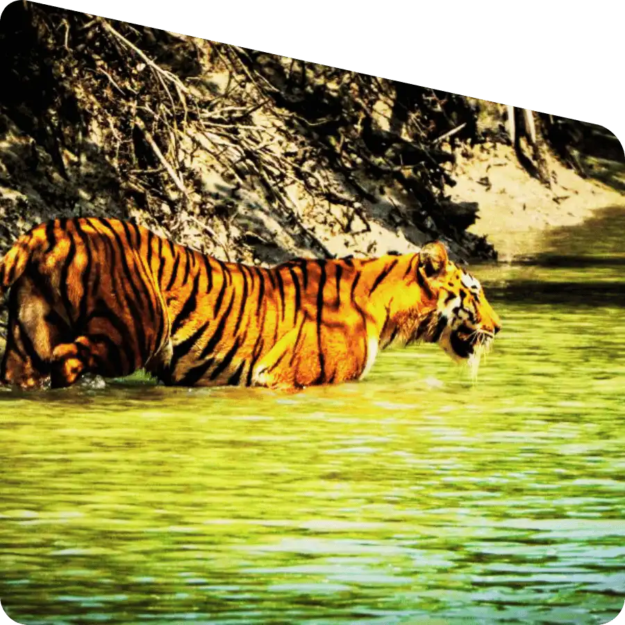 Sundarban travel experience nature and wildlife