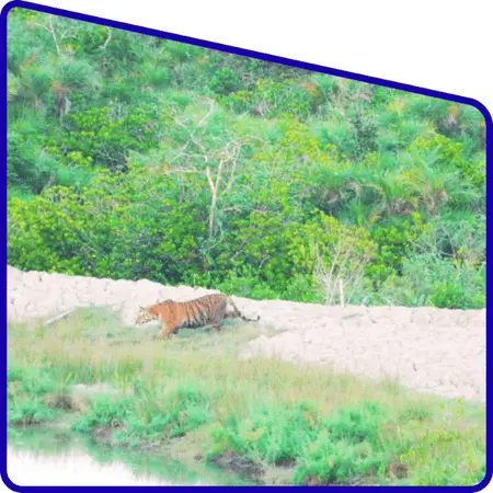 wildlife experience in Sundarban forest