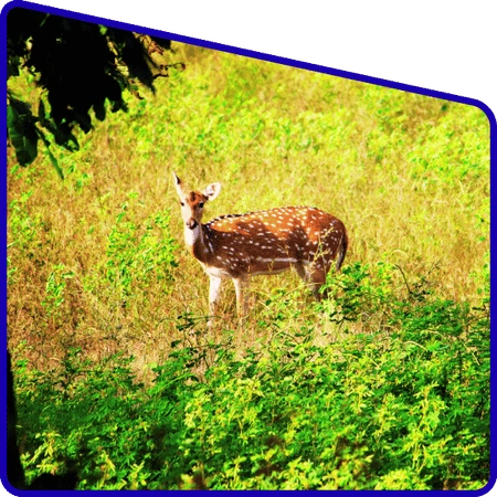 Students observing wildlife in Sundarban during zoological excursion trip
