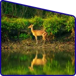 respect wildlife Sundarban forest rules and tourist behavior