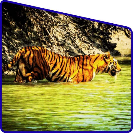 Sundarban wildlife tour animals experience