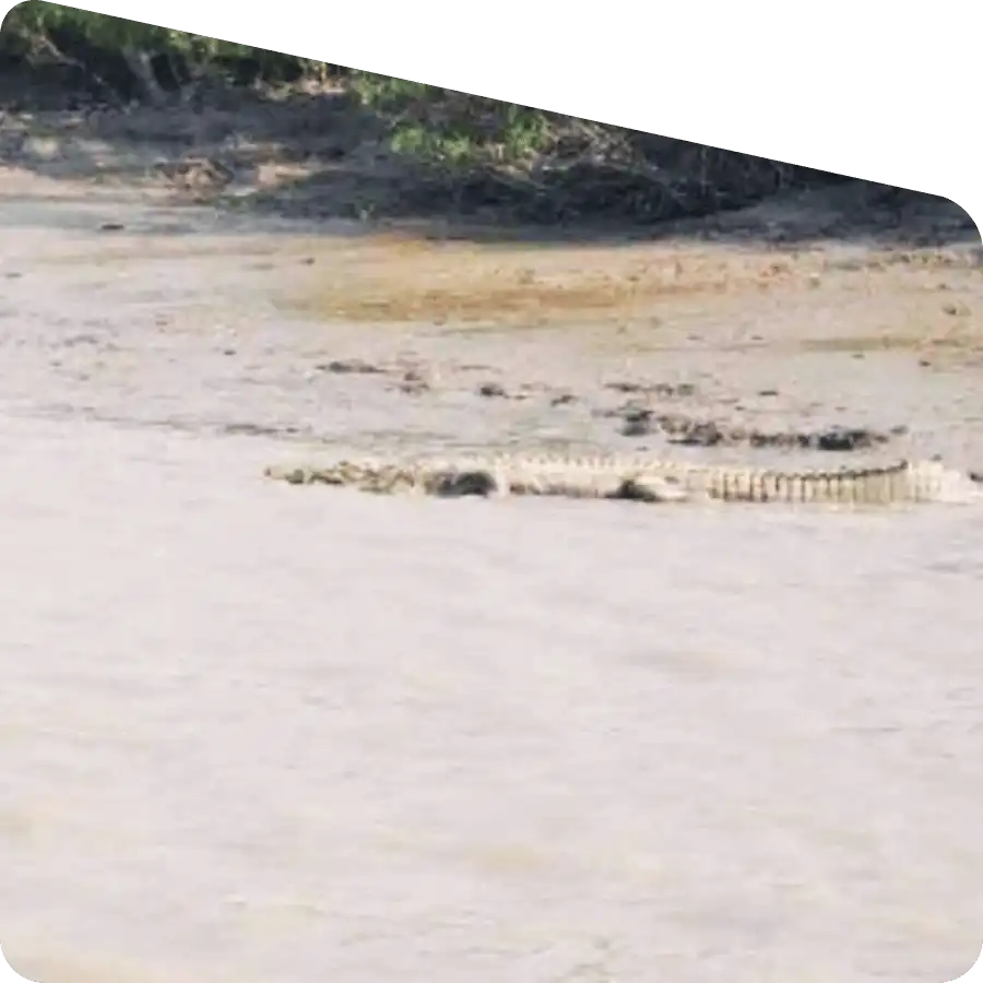 Sundarban wildlife tour with tiger crocodile and deer