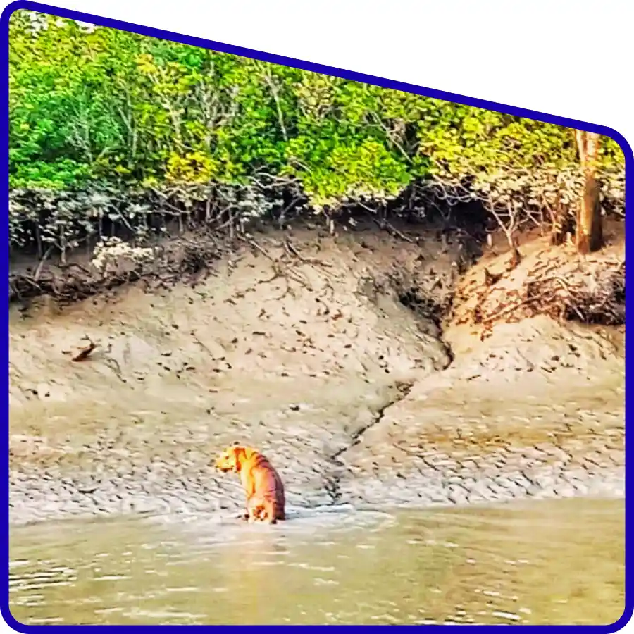 Wildlife photography in Sundarban adventure tour