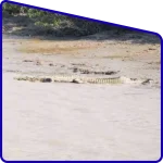 crocodile Sundarban river photography