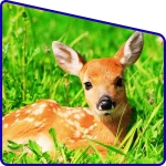 deer in Sundarban