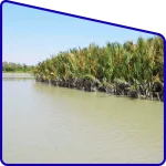 Sundarban golpata mangrove forest