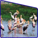 Sundarban mangrove forest migrant birds
