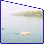 Dolphin sighting in Sundarban river