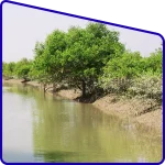 Sundarban tidal beauty photography